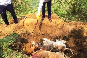 Tiêu hủy bò bị bệnh viêm da nổi cục ở xã Thanh Bình, thị xã Sa Pa (Lào Cai)