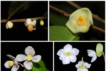 Bốn loài thực vật mới được công bố có xuất xứ từ Vườn quốc gia Bidoup - Núi Bà.