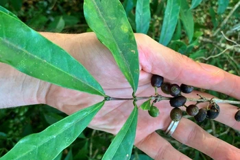 Loài cà phê stenophylla được cho là có hương vị tuyệt vời. Ảnh: RBG KEW.