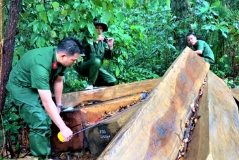 Hiện trường vụ khai thác lâm sản trái phép tại tiểu khu 1174, thuộc rừng nguyên sinh do UBND xã Hòa Lễ, huyện Krông Bông quản lý được Công an huyện phát hiện vào ngày 12-6-2020.