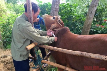 Nhân viên thú y tại Quảng Bình tiêm vắc xin phòng bệnh viêm da nổi cục cho bò. 