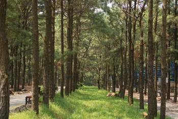 Khu du lịch sinh thái Thiên Phú Lâm với rừng thông xanh mát quanh năm. 