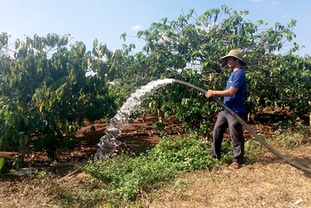 Người dân làng Ðơk Rơng, xã Glar (huyện Ðắk Ðoa, Gia Lai) chăm sóc vườn cà-phê gây quỹ của địa phương.