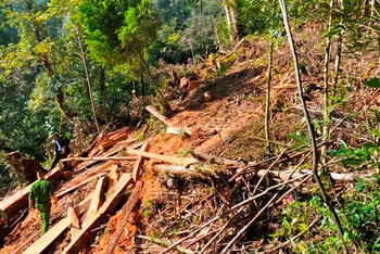 Hiện trường một vụ chặt hạ gỗ rừng trái phép ở Lào Cai.