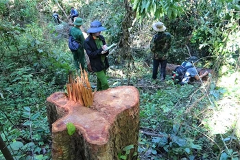 Các cơ quan chức năng huyện Ea Kar khám nghiệm hiện trường vụ khai thác gỗ trái phép trong Khu BTTN Ea Sô.