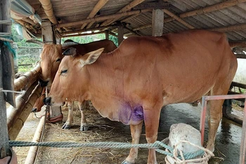 Sau gần bốn tháng xuất hiện, bệnh viêm da nổi cục trên trâu, bò đã lan ra chín huyện trên địa bàn tỉnh Nam Định.