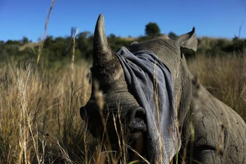 Một chiếc khăn được sử dụng để che mắt nhằm trấn tĩnh con tê giác trước khi bị cưa sừng trong nỗ lực ngăn chặn nạn săn trộm tại Khu bảo tồn Pilanesberg ở Nam Phi. Ảnh: Reuters.