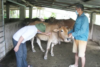 Cán bộ thú y huyện Nậm Nhùn kiểm tra tình hình dịch bệnh viêm da nổi cục trên đàn gia súc của bà con địa phương.