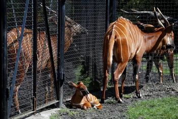Một con linh dương núi mới sinh trong vườn thú Warsaw, Ba Lan, ảnh chụp ngày 6-5. Ảnh: Reuters.