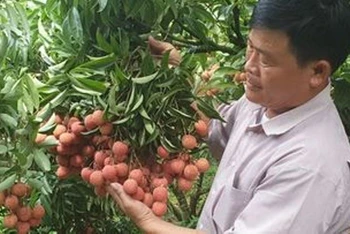  Phía Nhật Bản đã chính thức ủy quyền cho cơ quan kiểm dịch thực vật của Việt Nam giám sát vải thiều xuất khẩu sang thị trường Nhật Bản