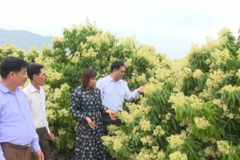 Cán bộ huyện Lục Ngạn, Bắc Giang khảo sát cây vải thiều khi ra hoa.