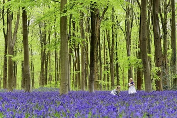 Khu rừng phủ đầy cây xanh gần Marlborough ở miền nam nước Anh. Ảnh: Reuters.