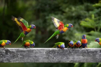 Nghiên cứu ước tính nhiều loài chim ở Australia như loài vẹt cầu vồng có số lượng lên tới hàng triệu con. Ảnh: Guardian.