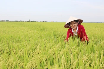 Giống lúa ĐD 2 được Trung tâm Giống cây trồng- vật nuôi Quảng Trị liên kết sản xuất phục vụ nhu cầu giống chất lượng cao cho nông dân.