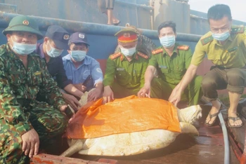 Đưa cá thể rùa quý hiếm nặng hơn 80 kg về lại vùng biển Hà Tĩnh.