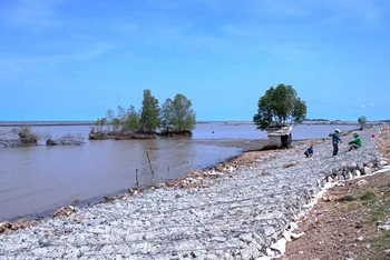 Một số công trình hộ đê bờ biển tây đang triển khai trên địa bàn tỉnh Cà Mau. (Ảnh: Hữu Tùng).