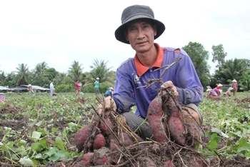 Nông dân Nguyễn Văn Ngà xót xa nhìn những củ khoai lang đẹp nhưng giá quá thấp. 