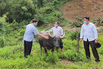 Cán bộ Phòng Nông nghiệp và Phát triển Nông thôn huyện Đăk Glei hướng dẫn người dân cách nhận biết, chăm sóc trâu bò bị bệnh tụ huyết trùng.