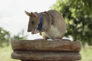 Chú chuột phát hiện bom mìn ở Campuchia, Magawa, được trao Huy chương Vàng PDSA vì sự dũng cảm. Ảnh: PDSA.