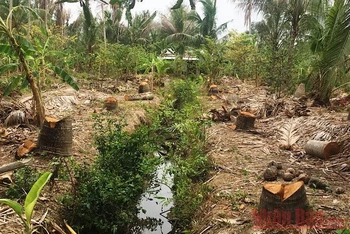 Một số vườn dừa bị chết, người dân phải đốn bỏ.