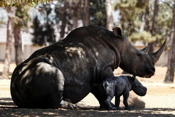 Chú tê giác con được sinh ra ngày 6-6 tại vườn thú Isael đang đứng cạnh mẹ mình. Ảnh: Reuters.