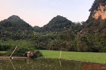 Bầy chim về tổ ở Trung Nham, Ninh Bình - nơi diễn ra Năm Du lịch Quốc gia 2021.