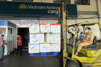 Vải thiều tập kết tại kho hàng ở sân bay Nội Bài. (Ảnh: Vietnam Airlines cung cấp)