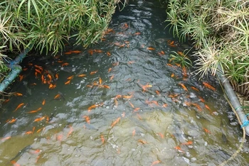 Mô hình nuôi cá vàng và cá rô phi trong môi trường nước thải của Công ty Núi Pháo tại mỏ Núi Pháo.