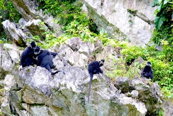 Đàn voọc đen gáy trắng trên núi đá vôi ở Thạch Hóa (Quảng Bình).