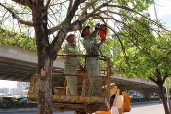 Công nhân Công ty Cây xanh Hà Nội cắt tỉa cây trước mùa mưa bão. (Ảnh: Lan Nhi)