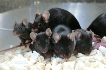 Những con chuột khỏe mạnh được tạo ra từ tinh trùng đông khô bảo quản 6 năm trên không gian. Ảnh: Teruhiko Wakayama.