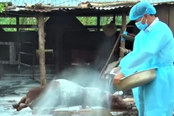 Cán bộ thú y huyện Cư Kuin rải hóa chất xử lý môi trường một con bò chết vì bệnh viêm da nổi cục trên trâu, bò trước khi tiêu hủy.