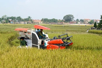 Nông nghiệp Việt Nam có vai trò đặc biệt quan trọng trong việc bảo đảm an ninh lương thực, ổn định xã hội.