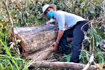 Rừng tự nhiên tại tiểu khu 64, xã Ea Sol, huyện Ea H’leo, tỉnh Đắk Lắk giáp với tỉnh Gia Lai do Công ty lâm nghiệp Ea H’leo bị tàn phá nặng nề.