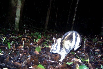 Hình ảnh thỏ vằn Trường Sơn ghi nhận qua bẫy ảnh tại Vườn quốc gia Bidoup-Núi Bà. (Nguồn: Vườn quốc gia Bidoup-Núi Bà).