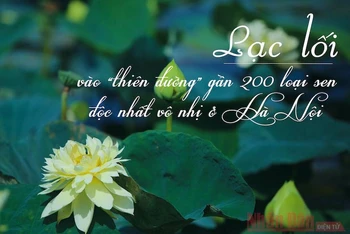 “Thiên đường” gần 200 loại sen độc nhất vô nhị ở Hà Nội