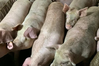 Đàn lợn tại huyện Cát Hải đang bị dịch tả lợn châu Phi đe dọa.