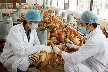 Tại Việt Nam từ đầu tháng 6/2021 đến nay đã phát hiện chủng virus cúm gia cầm A/H5N8.