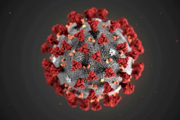 Hình minh họa virus SARS-CoV-2 do Trung tâm Kiểm soát và Phòng ngừa Dịch bệnh (CDC) Mỹ phát hành. Nguồn: Reuters.
