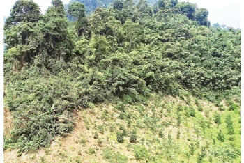 Một diện tích đất rừng do Công ty Lâm nghiệp Bắc Kạn quản lý tại xã Dương Phong (huyện Bạch Thông) nhưng một phần đã “biến” thành đất trồng cam, quýt.