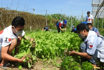 Thành viên các nhóm tình nguyện tại Kon Tum thu hoạch rau xanh.