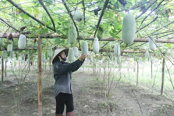 Bí xanh thơm của Bắc Kạn là sản phẩm OCOP có chất lượng thơm, ngon, có thể bảo quản được vài tháng sau thu hoạch. (Trong ảnh: Người dân xã Yến Dương, huyện Ba Bể chăm sóc cây bí xanh thơm - ảnh: HƯƠNG DỊU)