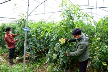 Giống cà chua vô hạn, chịu nhiệt có thể cho thu hoạch liên tục tới 18 tháng, năng suất cao, chất lượng tốt được trồng ở vùng chuyên canh của thị xã Sa Pa (Lào Cai).