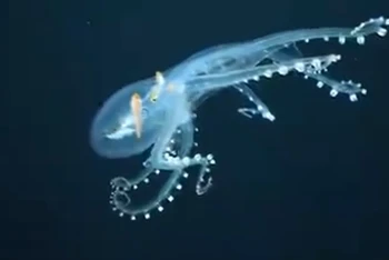 Hình ảnh bạch tuộc thủy tinh được cắt từ clip của Viện Đại dương Schmidt.