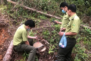 Lực lượng kiểm lâm kiểm đếm số cây thông đã bị khai thác trái phép tại bản Hua Sa A, xã Tỏa Tình, huyện Tuần Giáo.