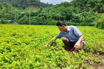 Kiểm tra sự phát triển của cây thạch đen tại xóm Nà Lẹng, xã Trọng Con, huyện Thạch An (Cao Bằng).