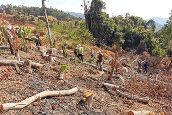 Hiện trường vụ phá rừng phòng hộ tại tiểu khu 158B, xã Tà Nung, TP Đà Lạt, Lâm Đồng.