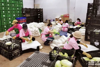 Nhân công Hợp tác xã Anh Đào - Đà Lạt tất bật đóng gói nông sản hỗ trợ các vùng dịch.