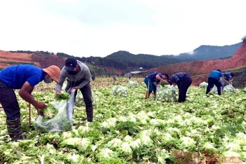 Áo xanh tình nguyện trên những cánh đồng rau được người dân Lâm Đồng hỗ trợ các vùng dịch. Ảnh: MAI VĂN BẢO.