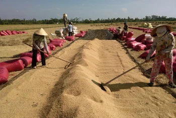 Để giúp dân tiêu thụ lúa, rau màu, tỉnh An Giang đã thành lập đường dây nóng và Tổ phản ứng nhanh hỗ trợ tiêu thụ nông sản trong thời điểm giãn cách xã hội.
